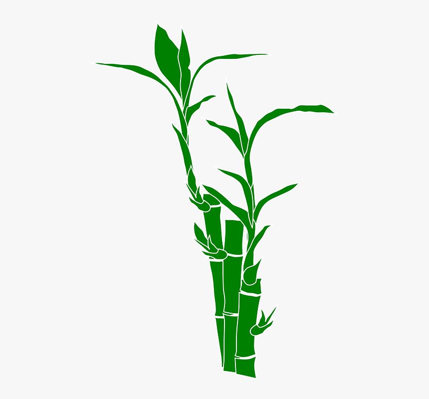 Bamboo, Plant, Nature, Leaves, Wood, Gramineous Plant - Bamboo Clipart, HD Png Download