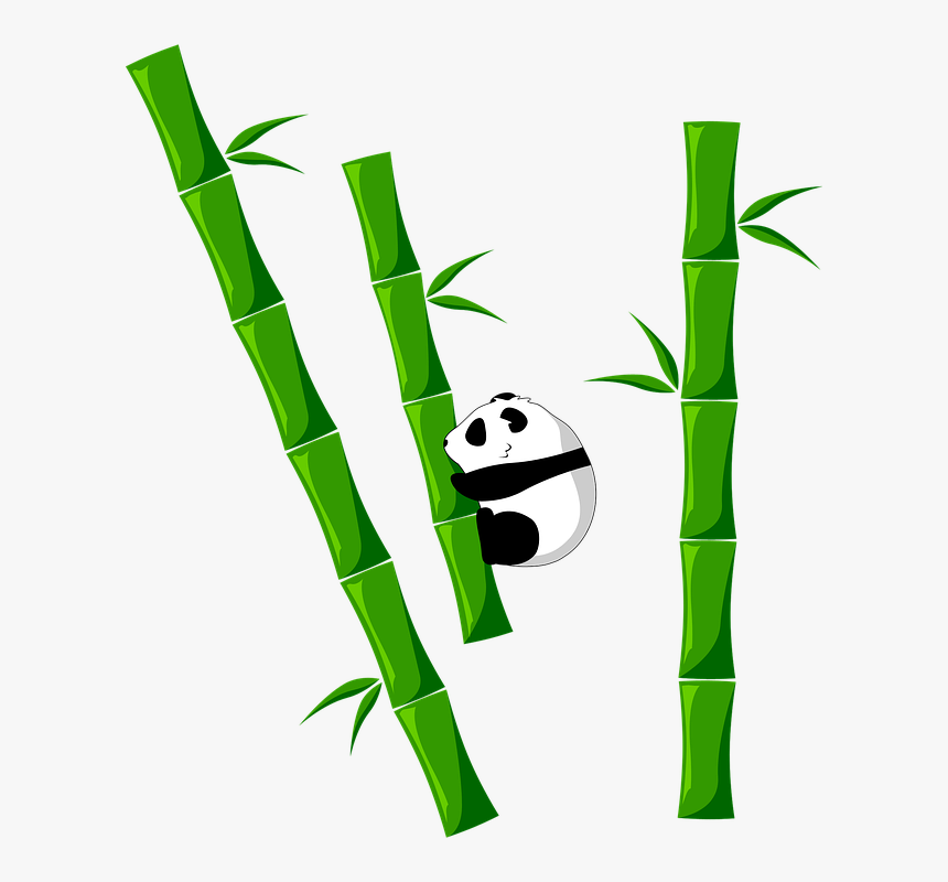 Bamboo, Panda, Animal - Bamboo Png, Transparent Png