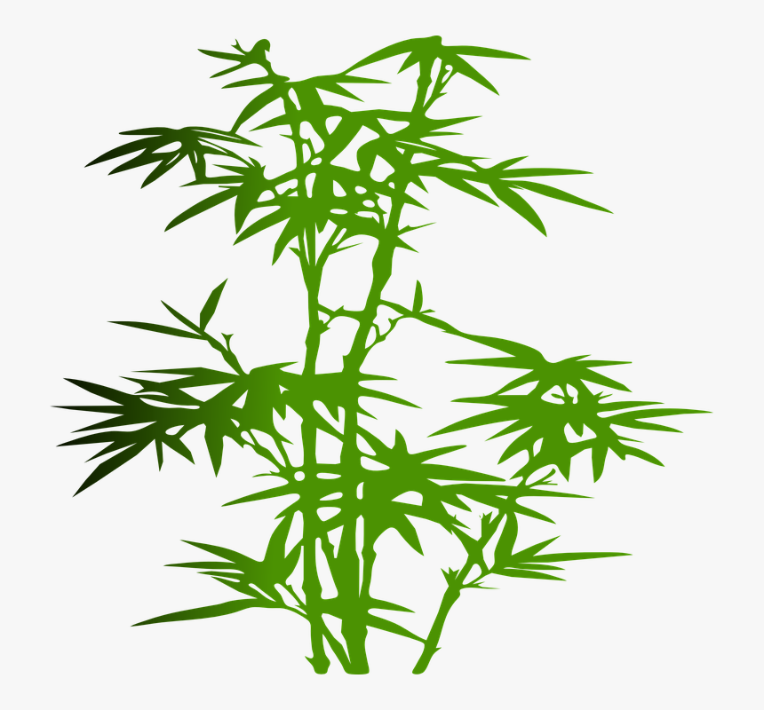 Bamboo, Plant, Green, Leaves, Zen, Japanese, Tropical - Bamboo Transparent Cartoon, HD Png Download