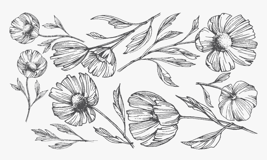 Sketch, HD Png Download