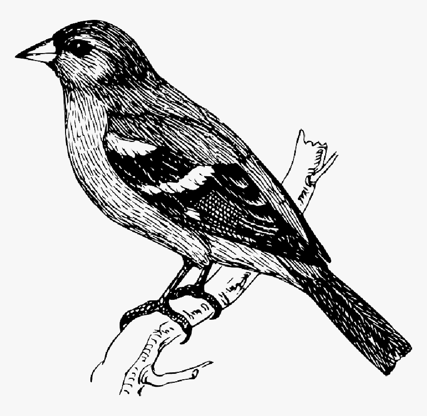 On A Branch At - Transparent Bird Sketch Png, Png Download