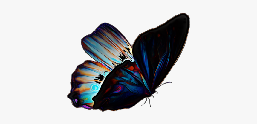 Butterfly Insect Summer - Riodinidae, HD Png Download