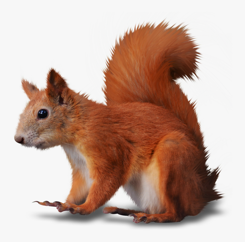 Cosas Para Photoscape Imgenes Para Photoscape Photoshop - Red Squirrel Clipart, HD Png Download