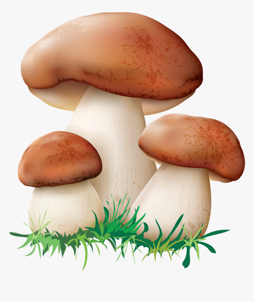 Hut Clipart Mushroom Mushrooms Clipart, HD Png Download , Transparent