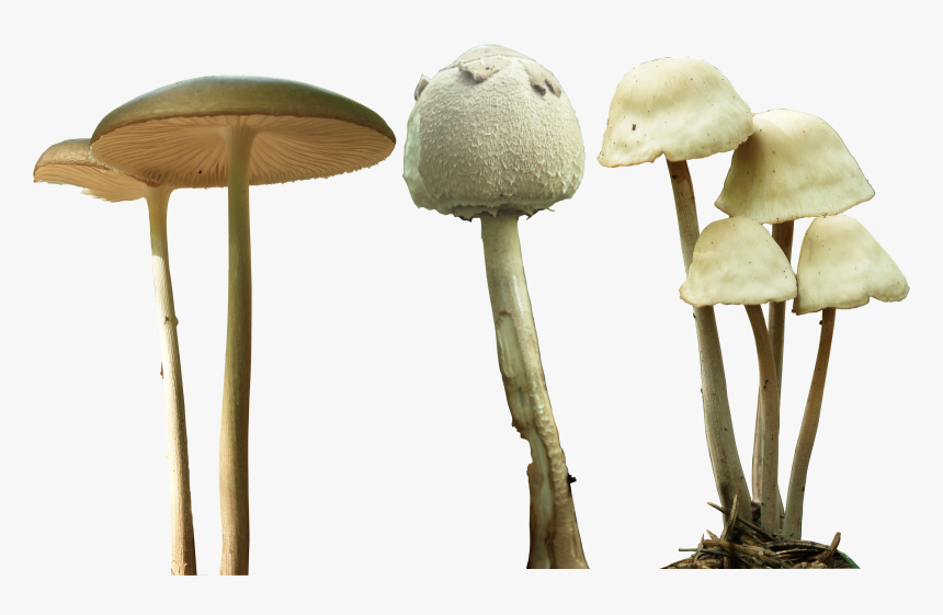 Magic Mushroom Png, Transparent Png