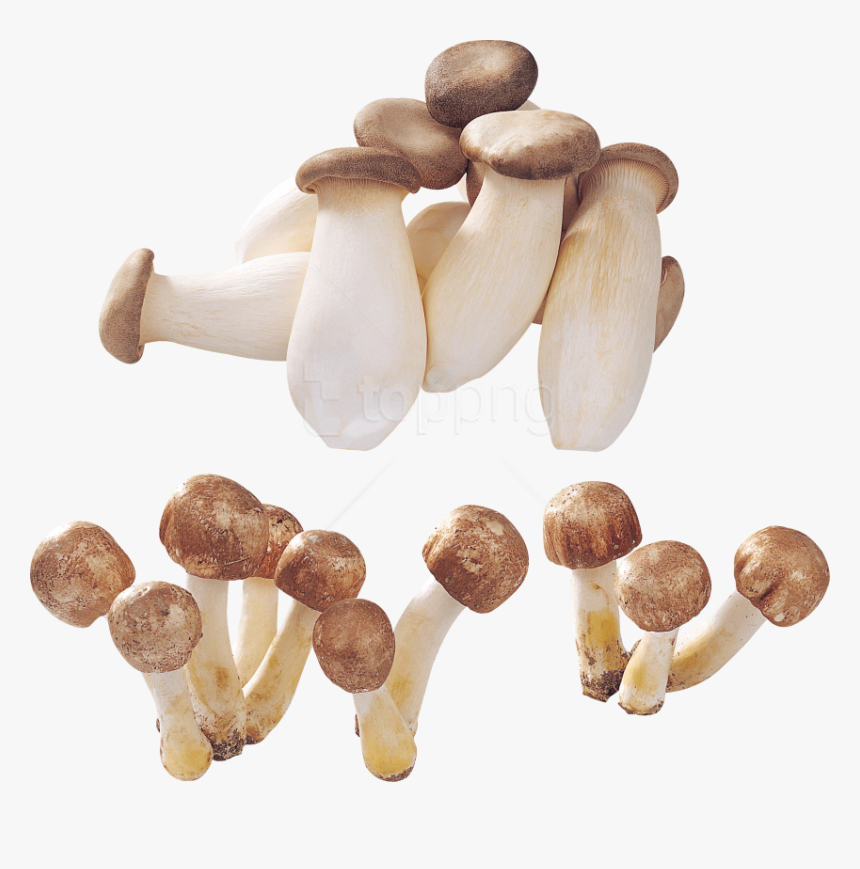 Free Png Download Alot Of Mushrooms Png Images Background - Mushroom, Transparent Png