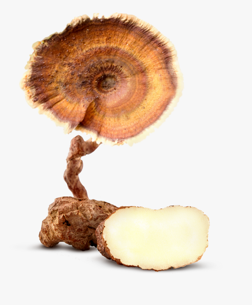 Tiger Milk Mushroom - Tiger Milk Mushroom Png, Transparent Png
