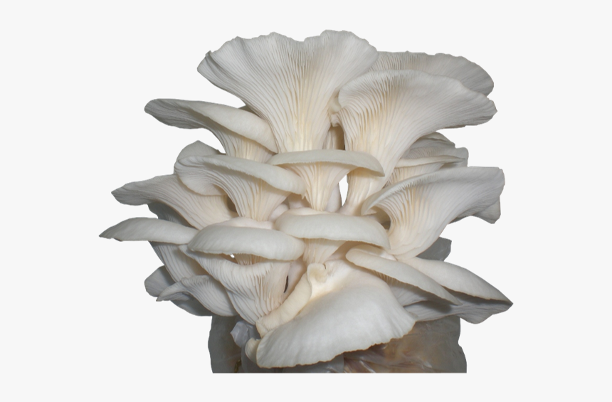 Oyster Mushroom, HD Png Download