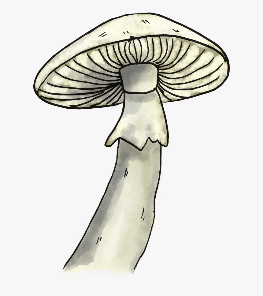 Mushroom - Pleurotus Eryngii, HD Png Download