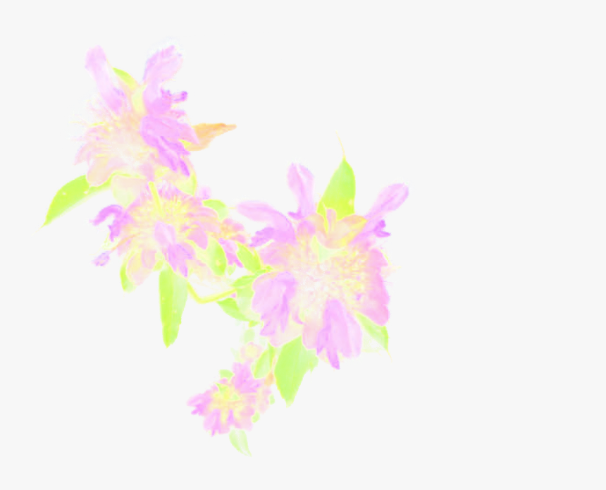 Lemon Beebalm Cutout - Rosa Glauca, HD Png Download