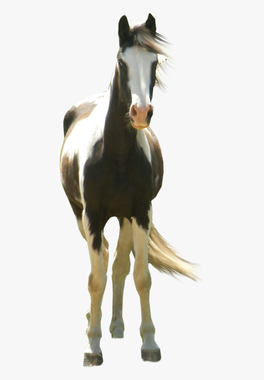 Type Hd, Three Horses - Paint Horse White Background, HD Png Download