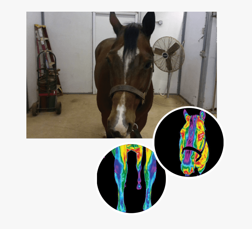 Working Animal, HD Png Download
