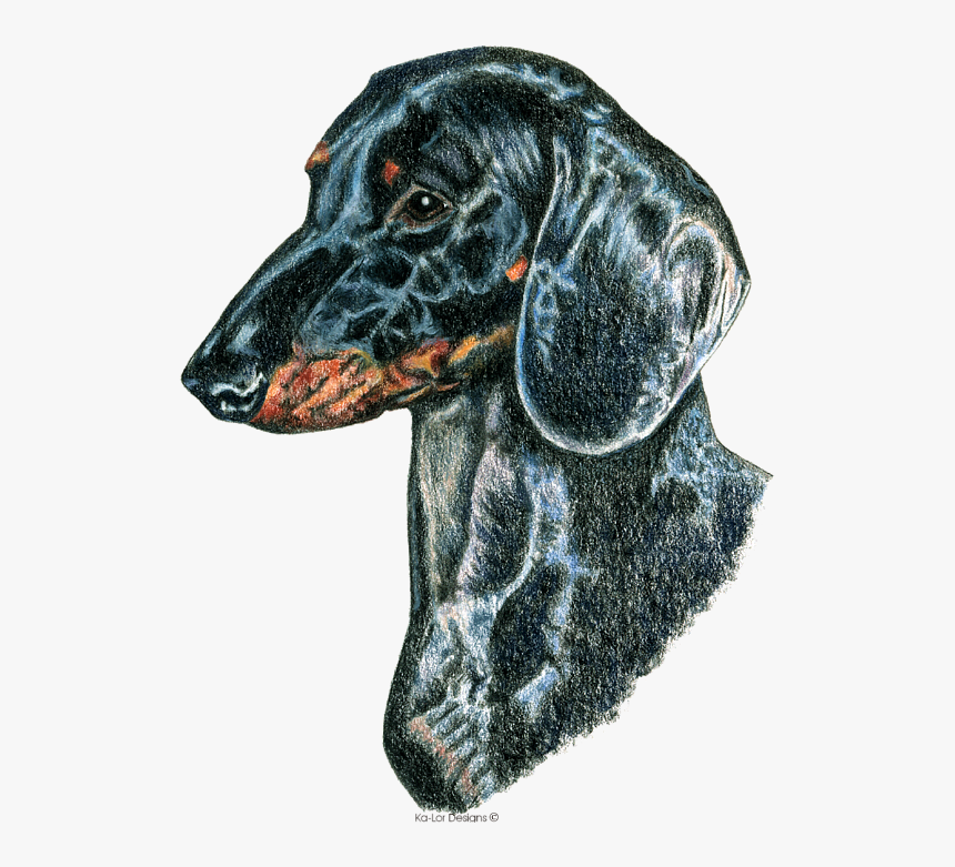 Dachshund, HD Png Download