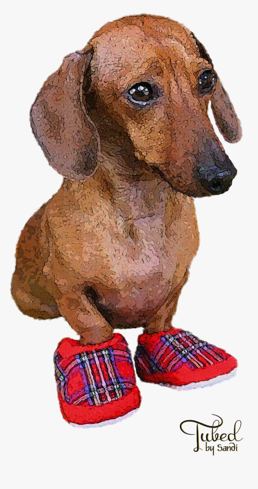 Dachshund, HD Png Download