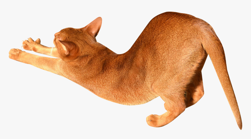 Cat, HD Png Download