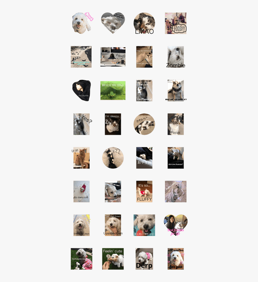 Animals W/ Memes/phrases - バイ プレイヤーズ Line スタンプ, HD Png Download