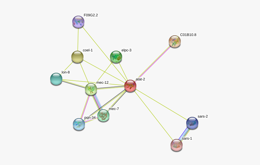 Atat-2 Protein - Circle, HD Png Download