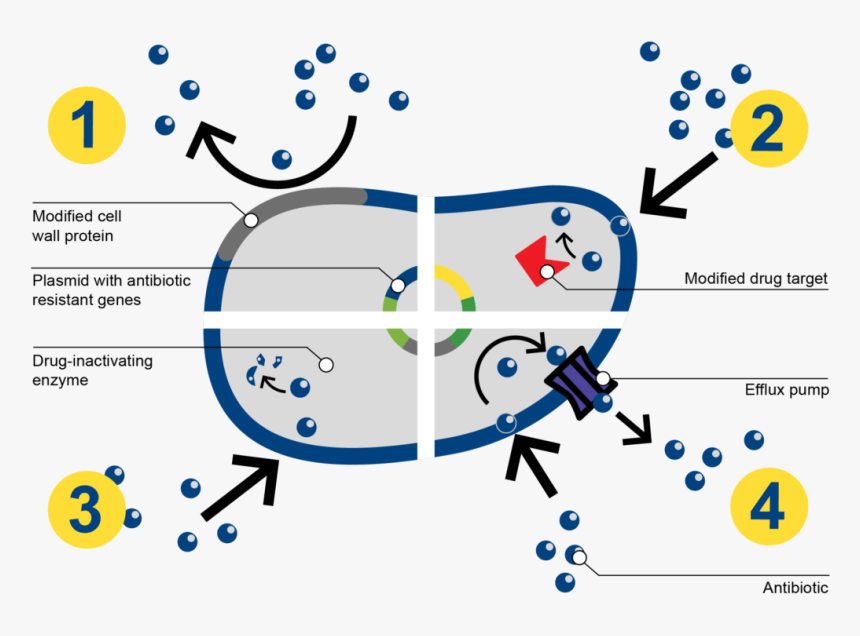 How Bacteria Resists Antibiotics - Mechanism Of Antibiotic Resistance Of Bacteria Step, HD Png Download