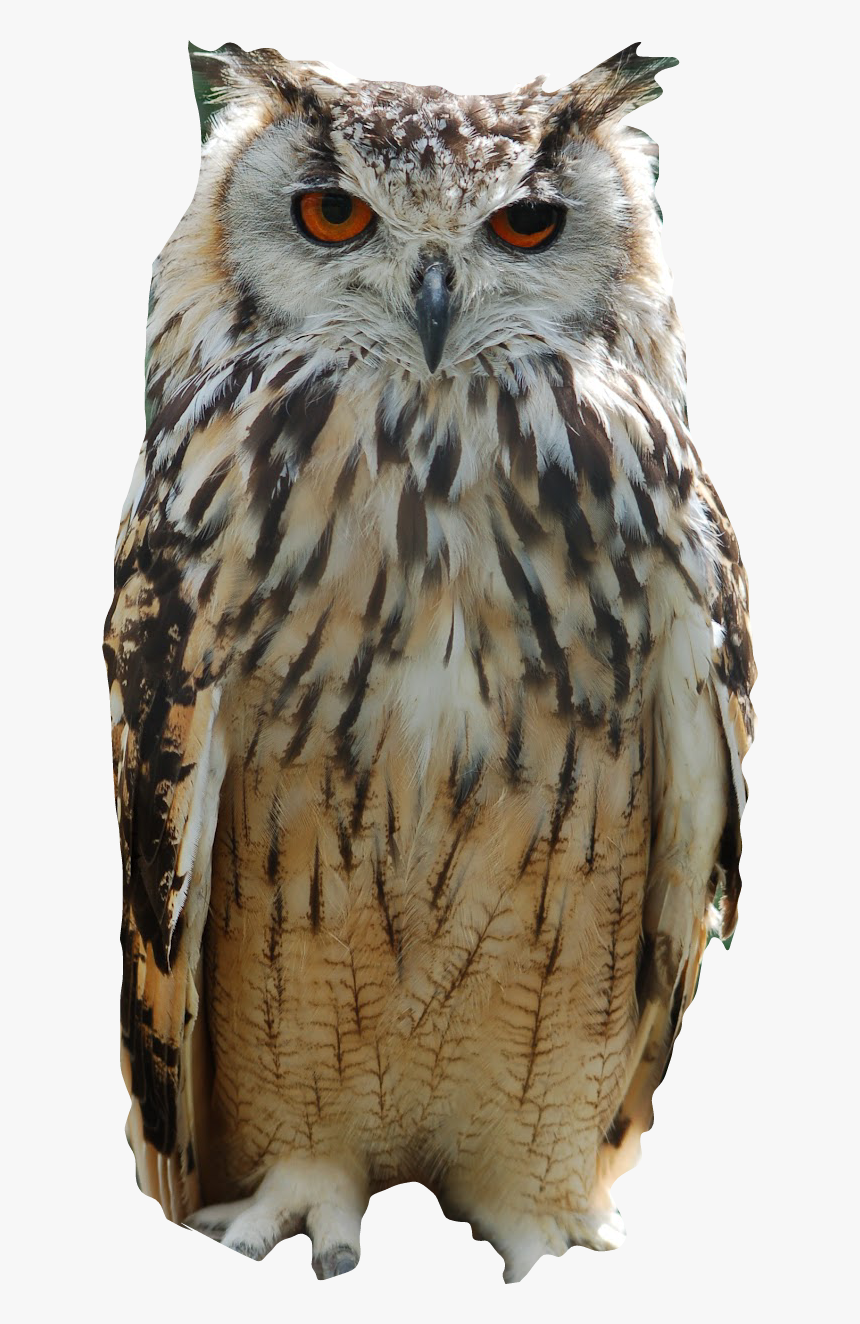 #nature
#buho #freetoedit - Owl Indian, HD Png Download