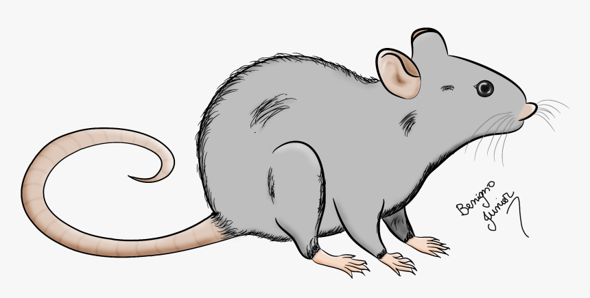 O Desenho De Um Rato, HD Png Download