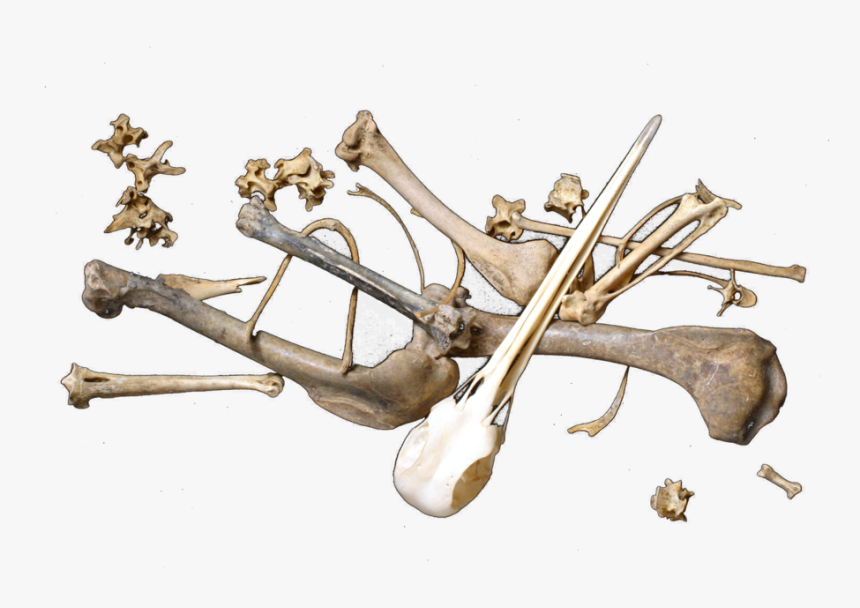 Share This Image - Scattered Bones Png, Transparent Png