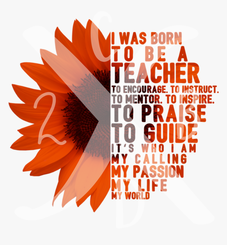 Barberton Daisy, HD Png Download