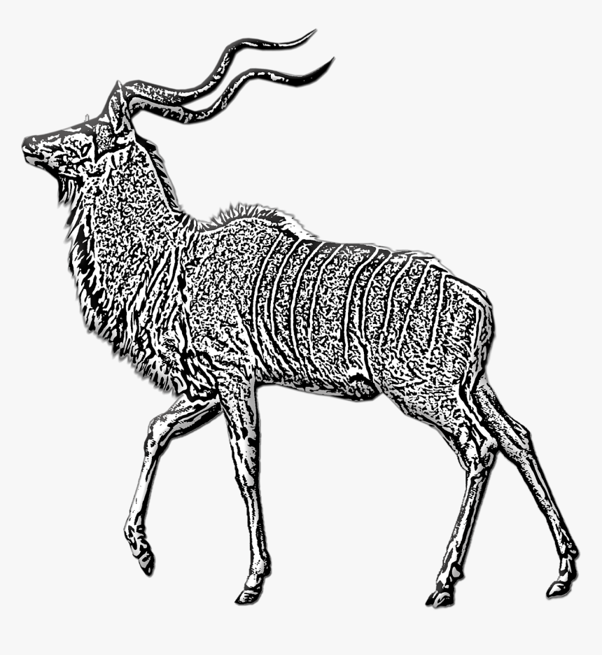 Antelope Buck Kudu Free Photo - Antelope, HD Png Download