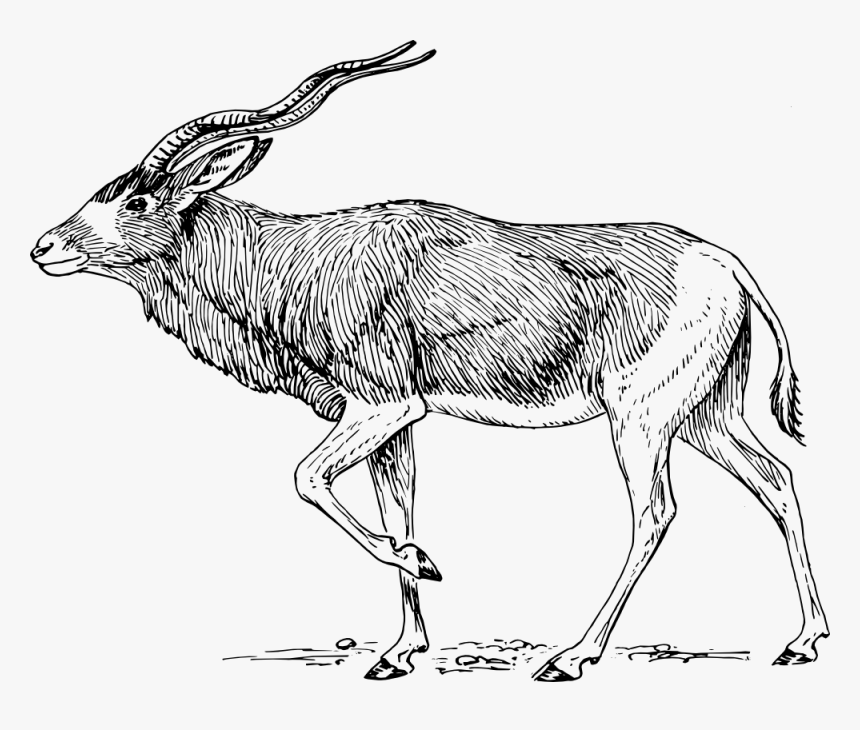 Addax Antelope - Addax Clip Art, HD Png Download