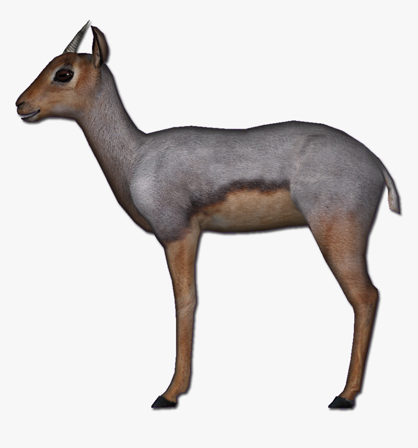Beira Antelope Png , Png Download - Roe Deer, Transparent Png