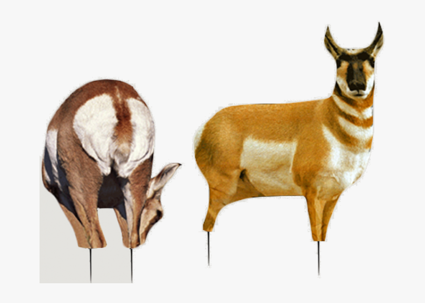 Antelope Doe, HD Png Download