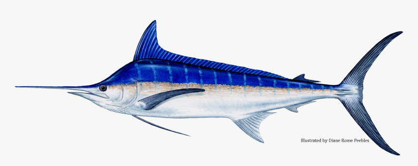 Blue Marlin Fish, HD Png Download