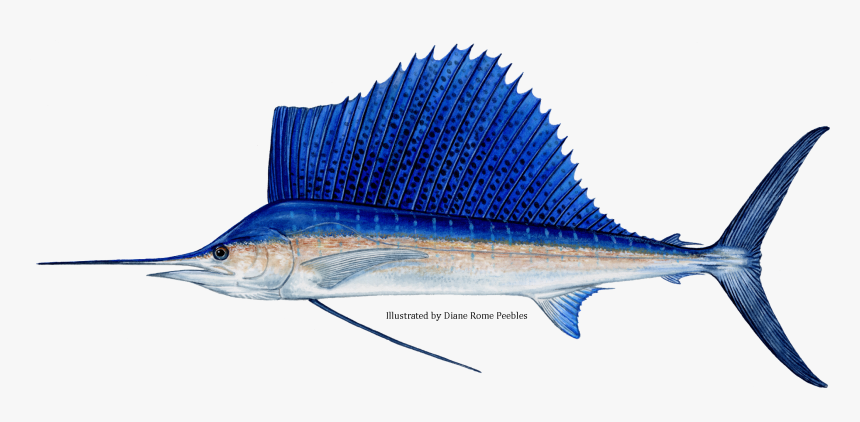 Sailfish - Sailfish Fin, HD Png Download