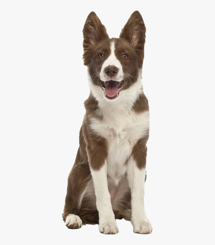 German Shepherd Dog Png Image File - Border Collie Cute Brown And White, Transparent Png