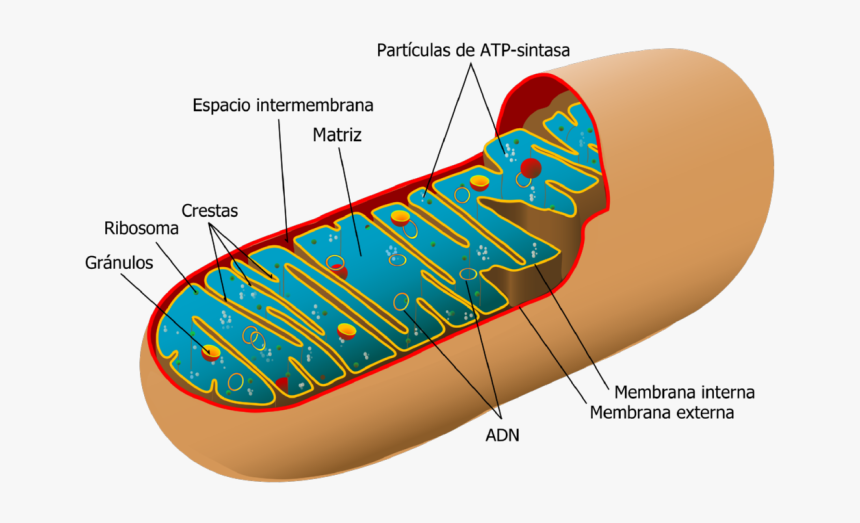 Mitochondria Structure, HD Png Download