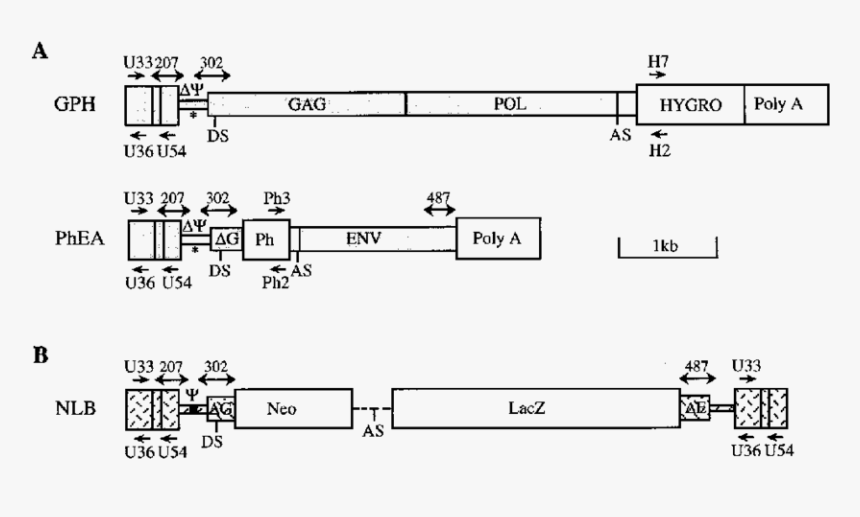 Diagram, HD Png Download