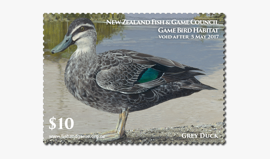 Mallard, HD Png Download