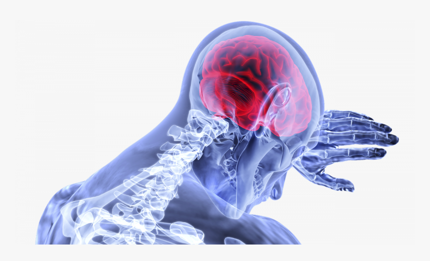 Graphic Showing Brain And Skeleton, HD Png Download