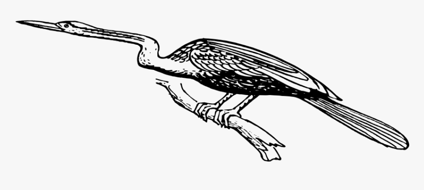 Snake Bird Clipart - Birds, HD Png Download