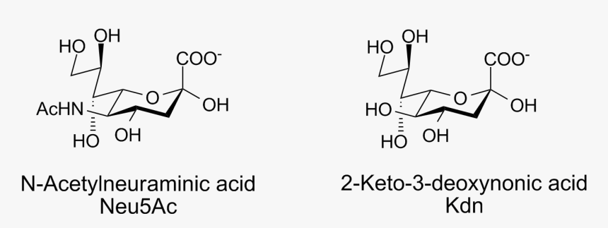 File - Sialic Acids - 1 - Sialic Acid, HD Png Download
