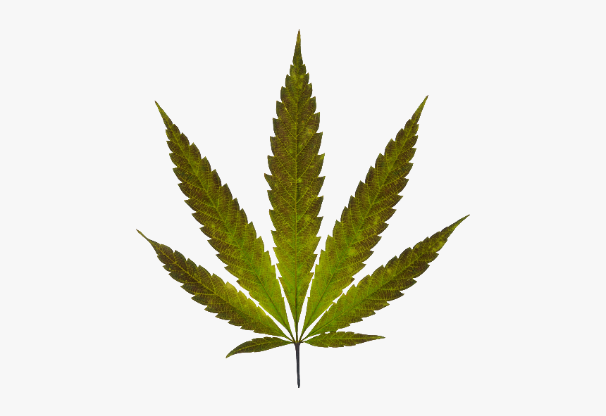 Marijuana Plant, HD Png Download