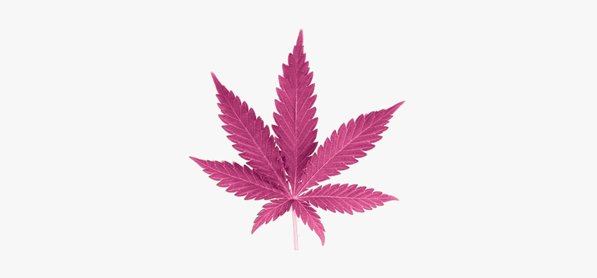 Transparent Background Cannabis Leaf Png, Png Download
