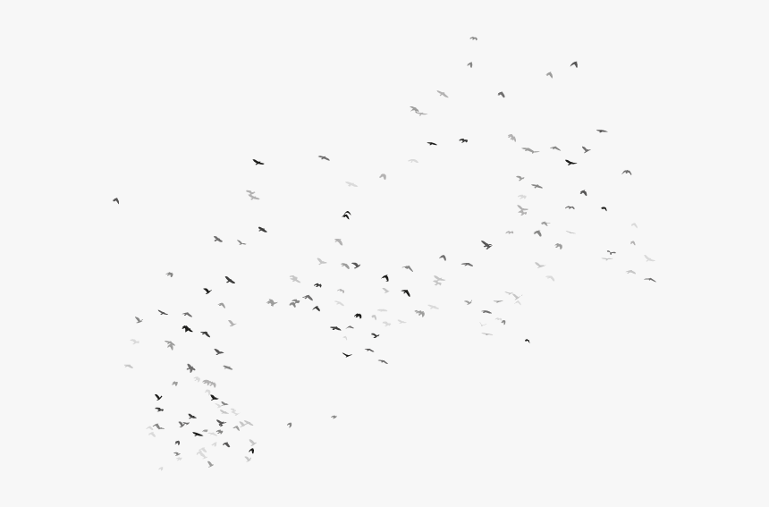 Flock, HD Png Download
