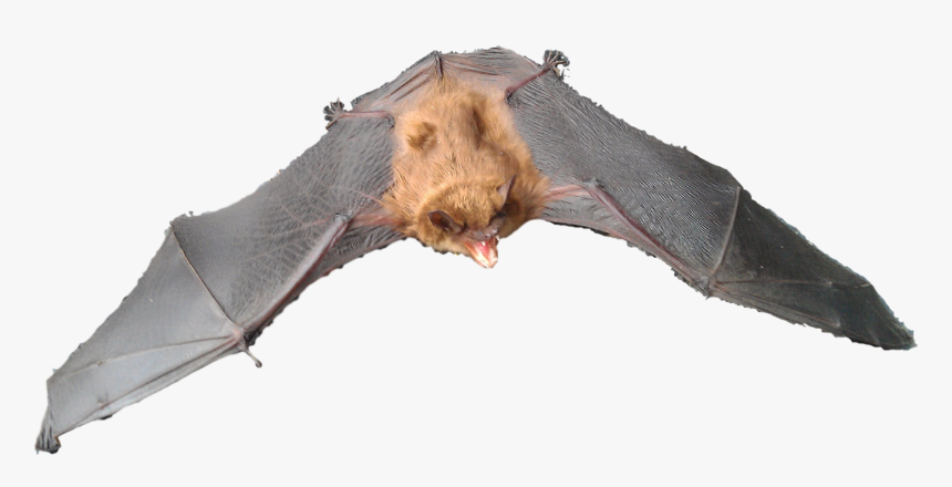 Brown Bat, HD Png Download