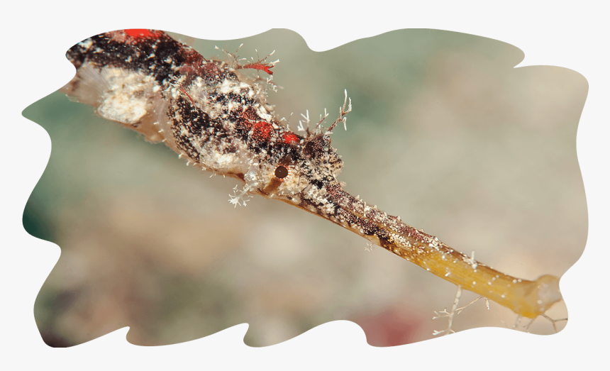 Sea Cucumbers « - Macro Photography, HD Png Download