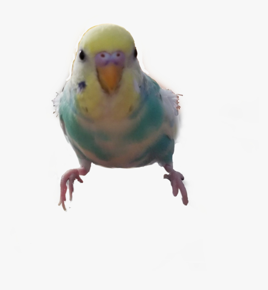 #parakeet, #budgie , #bird - Budgie, HD Png Download