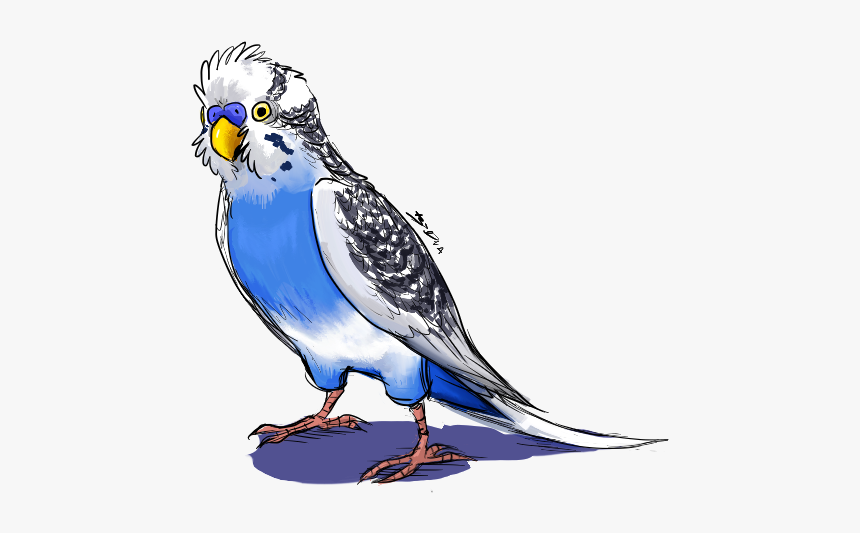 Budgie, HD Png Download