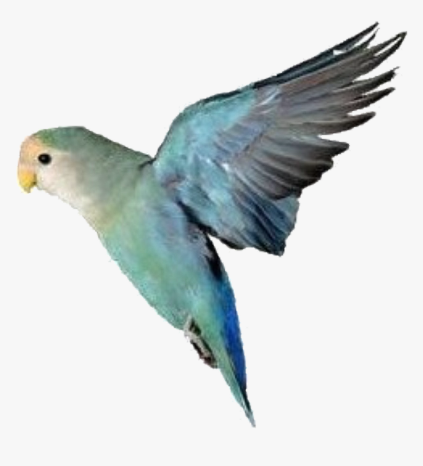 Lovebirds As Pets, HD Png Download