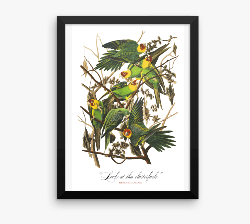 Look At This Clusterfuck Framed 
 Srcset Data - John James Audubon Paintings, HD Png Download