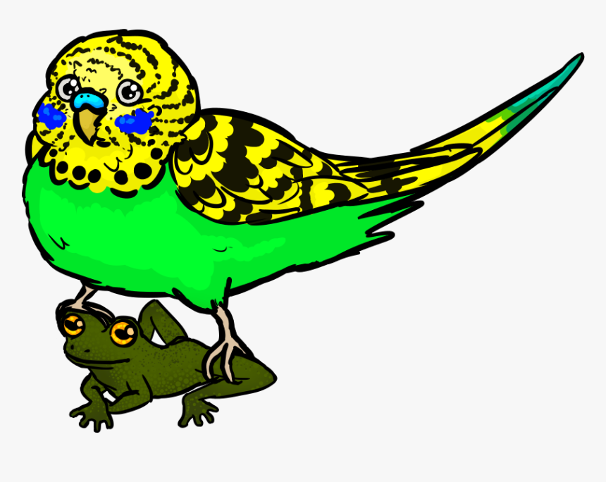 Budgie, HD Png Download