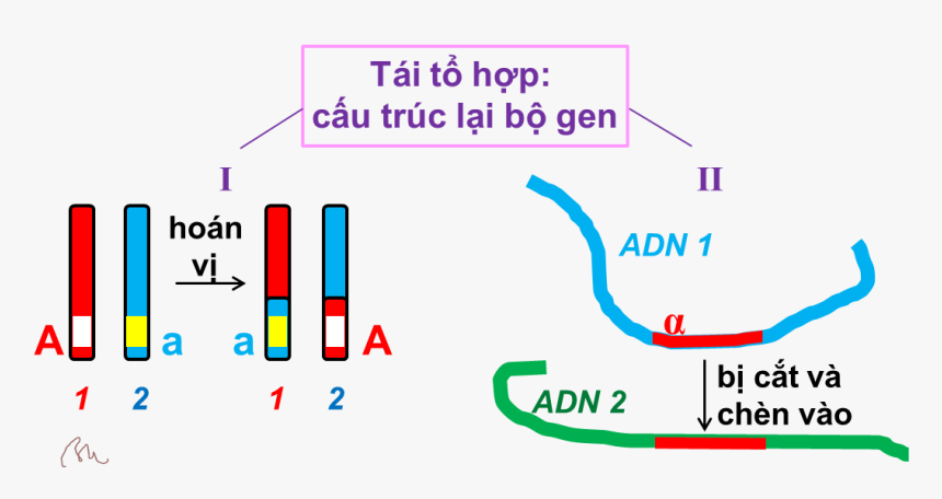 Tái Tổ Hợp Gen - Tháp Nhu Cầu Của Maslow, HD Png Download